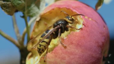 Hornet Kırmızı elma yiyor