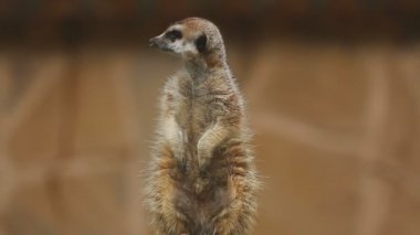 Bakan Meerkat