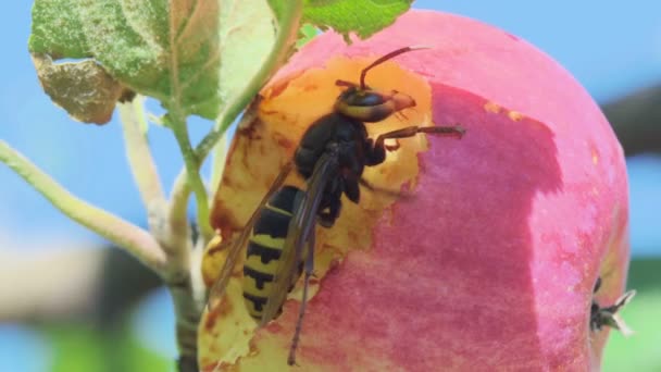 Hornet mange de la pomme rouge — Video