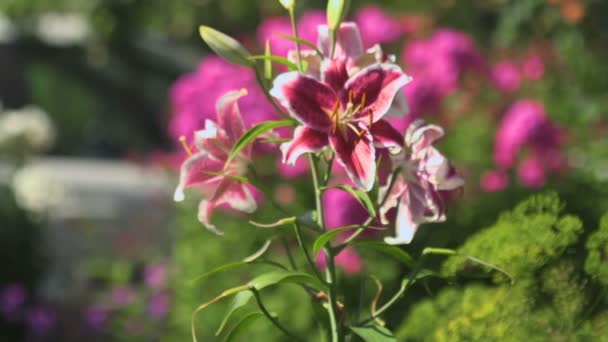 Flowers pink lilies swaying in the wind — Stock Video