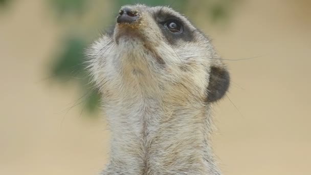Meerkat regarde dehors 