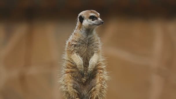 Meerkat mirando hacia fuera — Vídeo de stock