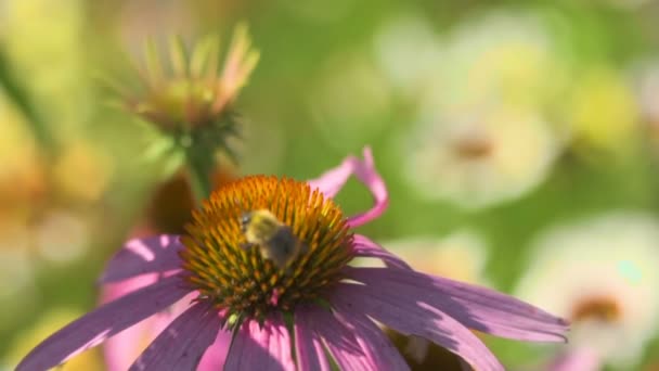 Trzmiel na kwiat Echinacea — Wideo stockowe