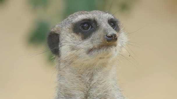 Erdmännchen schaut raus — Stockvideo