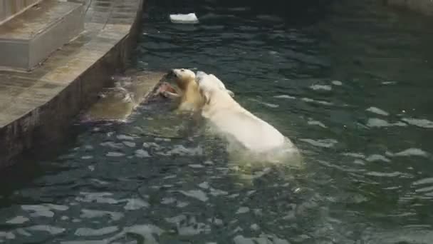 Osos polares en el zoológico — Vídeo de stock