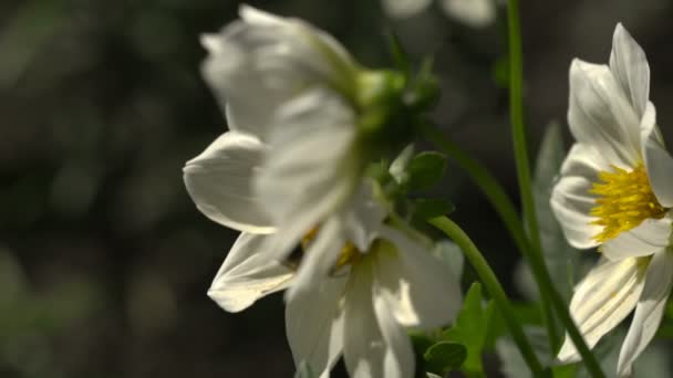 Шмель на цветке георгины — стоковое видео