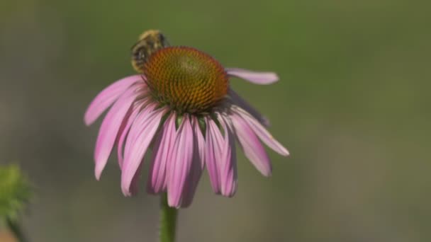 Abejorro en una flor de equinácea — Vídeos de Stock