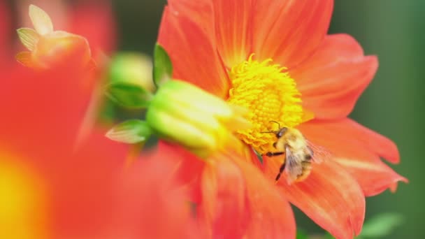 달리아 꽃에 꿀벌 — 비디오