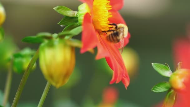 Bumblebee on dahlia flower — Stock Video