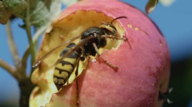 Hornet Kırmızı elma yiyor