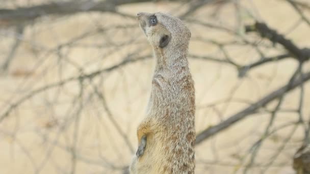 Meerkat mirando hacia fuera — Vídeo de stock
