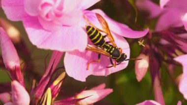 Wasp pembe phlox çiçek üzerinde