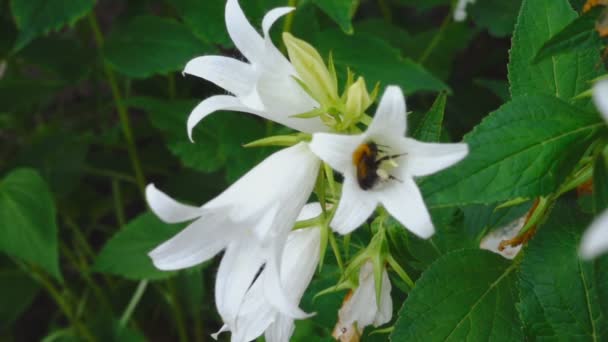 Bumblebee on Campanula flower — Stock Video