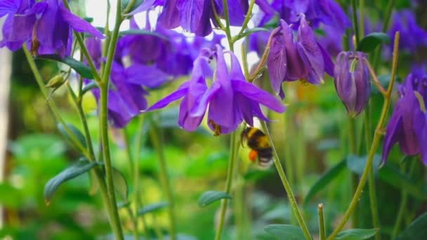Aquilegia 꽃에 꿀벌 — 비디오