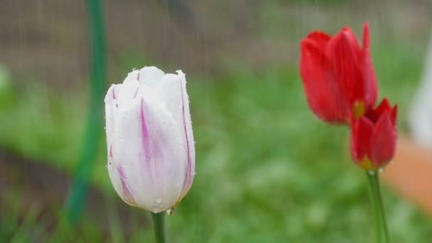 Fialové tulipány v dešti — Stock video