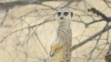Bakan Meerkat
