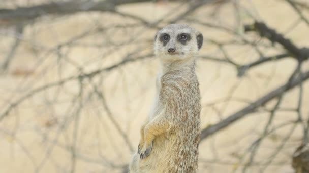 Meerkat mirando hacia fuera — Vídeo de stock