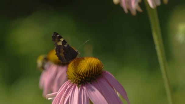 Πεταλούδα σε ένα λουλούδι Echinacea — Αρχείο Βίντεο