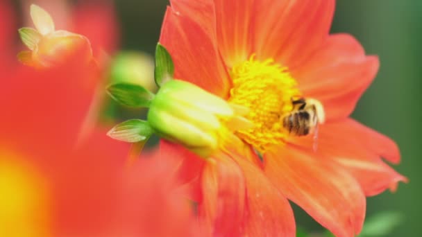 Bumblebee na flor dahlia — Vídeo de Stock