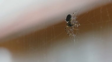 Örümcek web, av yiyor