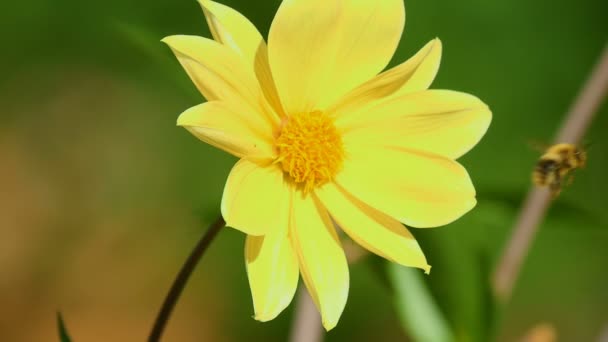 Abejorro en flor de dalia — Vídeos de Stock