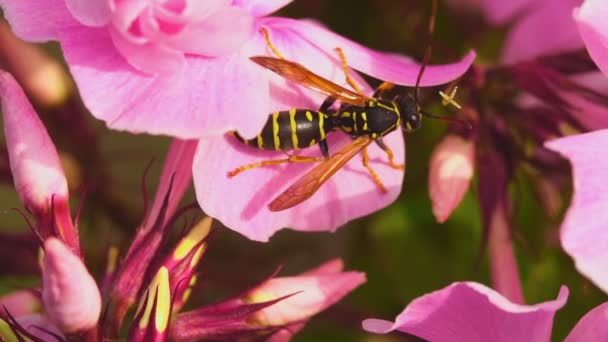 Avispa sobre flores de flex rosa — Vídeos de Stock