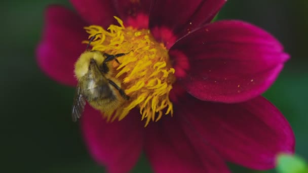 Abejorro en flor de dalia — Vídeo de stock