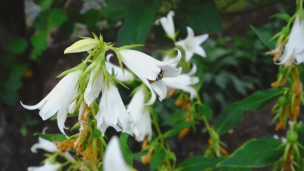 Bumblebee na flor Campanula — Vídeo de Stock