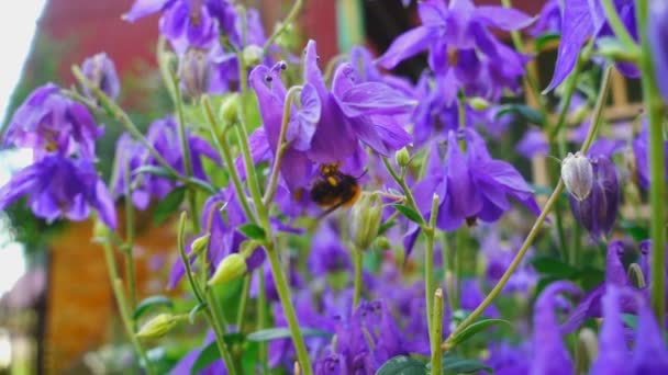 Abejorro en flor de aquilegia — Vídeos de Stock