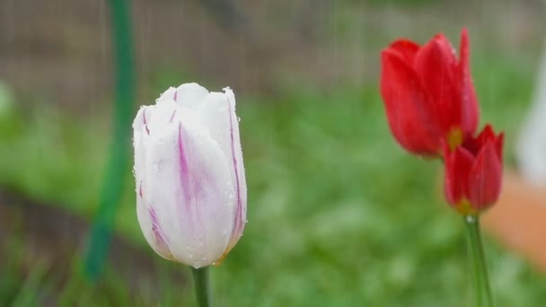 Paarse tulp bloem onder regen — Stockvideo