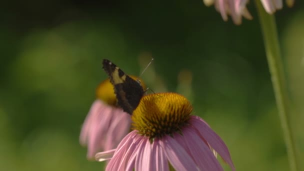 Schmetterling auf einer Echinacea-Blume — Stockvideo