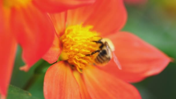 Bumblebee on dahlia flower — Stock Video