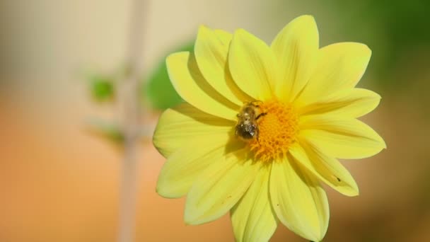 Hommel op bloem dahlia — Stockvideo