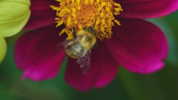 Abejorro en flor de dalia — Vídeos de Stock