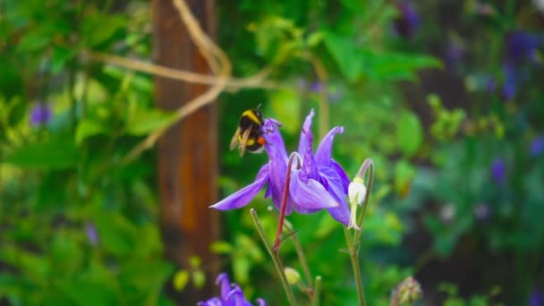 Abejorro en flor de aquilegia — Vídeo de stock