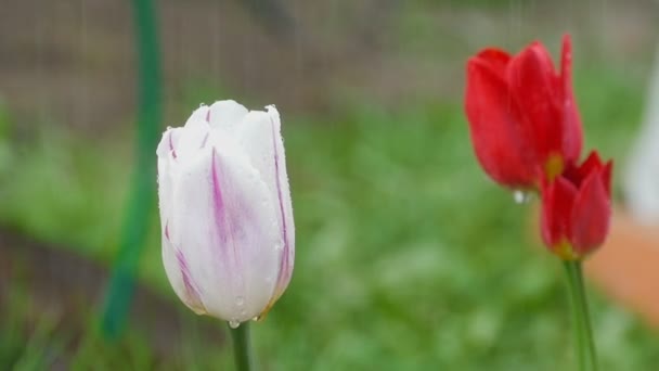 Lila tulpan blommor i regn — Stockvideo