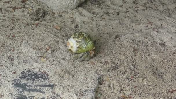 Crabe ermite rampant sur le sable — Video