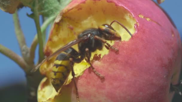 Hornet come manzana roja — Vídeos de Stock