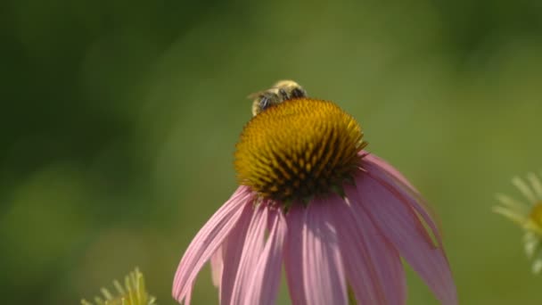 Bumblebee su un fiore di Echinacea — Video Stock