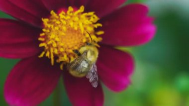 Bumblebee dahlia çiçeği üzerinde