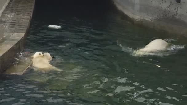 Белые медведи в зоопарке — стоковое видео
