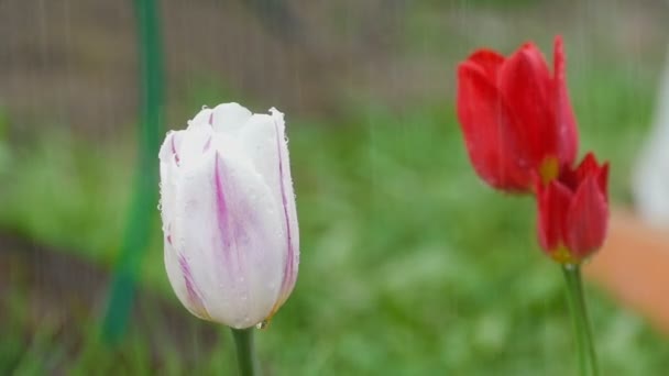 Paarse tulp bloem onder regen — Stockvideo