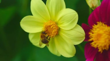 Bumblebee dahlia çiçeği üzerinde
