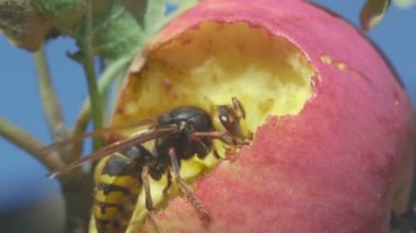 Hornet Kırmızı elma yiyor