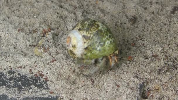 Hermit crab crawling on the sand — Stock Video