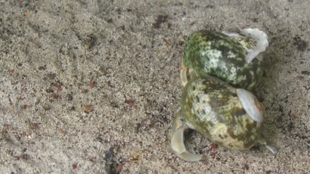 Deux crabes ermites rampant sur le sable 