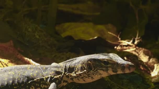 Varanus salvator macromaculatus — Video