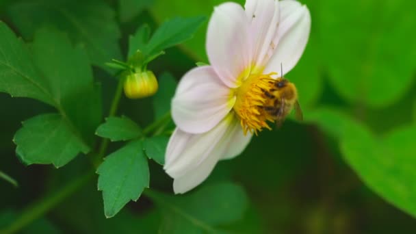 Bourdon sur fleur de dahlia — Video