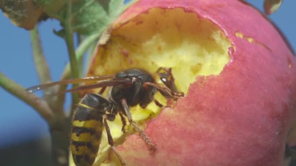 Hornet come manzana roja — Vídeos de Stock