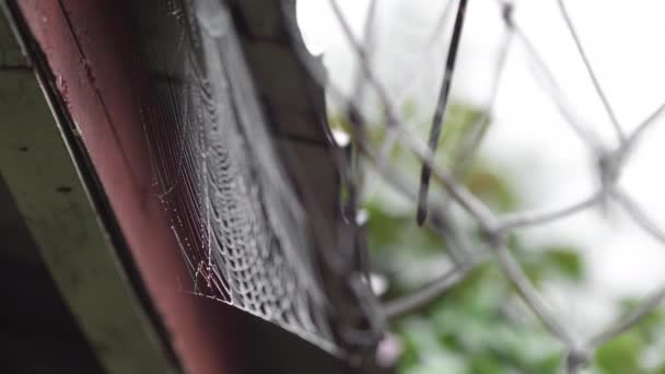 Beads of moisture on threads of spiders web — Stock Video